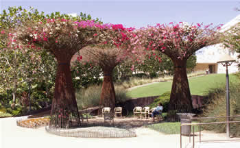 Patty under the bougainvilleas