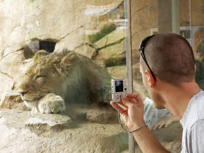Chris taking a picture of a lion
