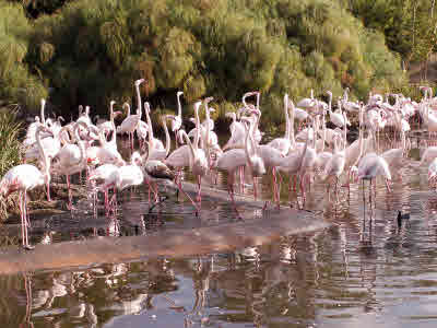 flamingos in Heart of Africa