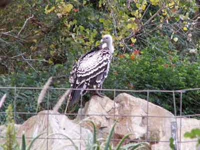Heart of Africa vulture