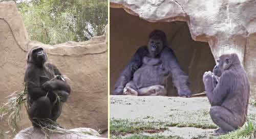 gorillas showoff and silverback