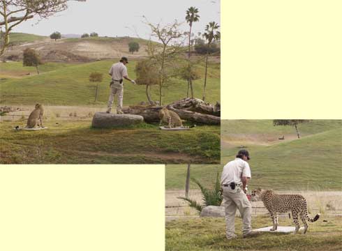 feeding cheetahs