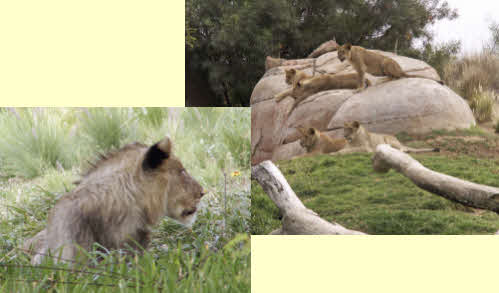 young pride of lions