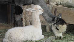 baby Alpaca