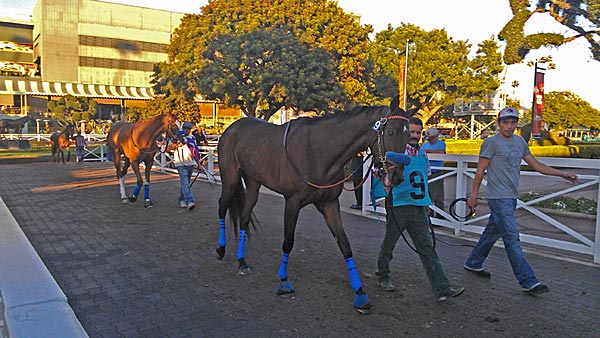Tebowing coming in to be saddled