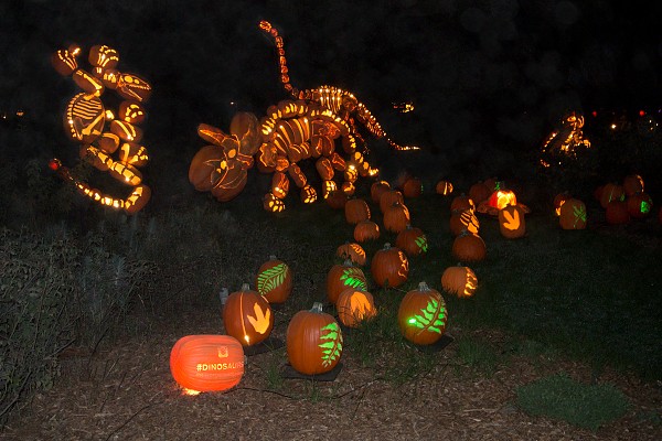 Dinosaur pumpkin patch