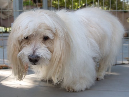 KiKi on his 15th birthday