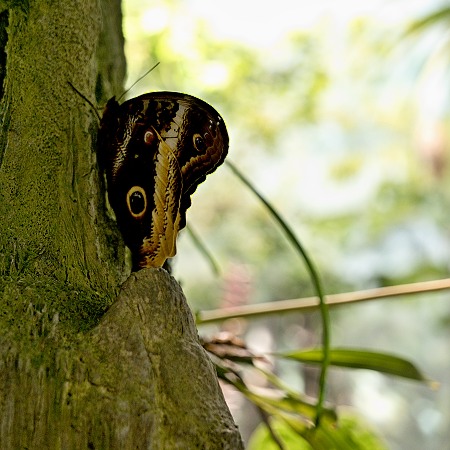 Rainforest butterfly