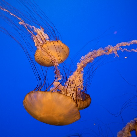Jellyfish