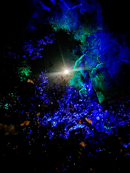 The moon at Descanso Gardens