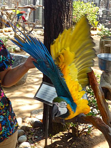 flapping his wings is his trick