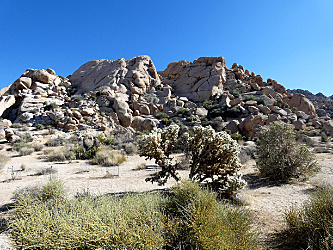 Desert wildlife