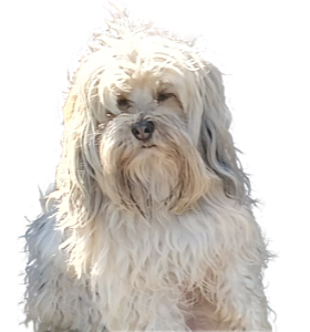 GiGi: Now an experienced traveler