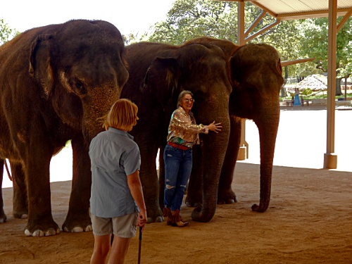 Nora with Indian Elephants