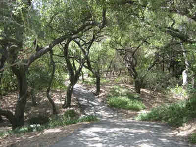 Road through Descanso Gardens