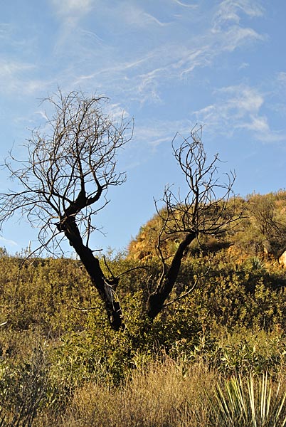 burned tree in Switzer campground