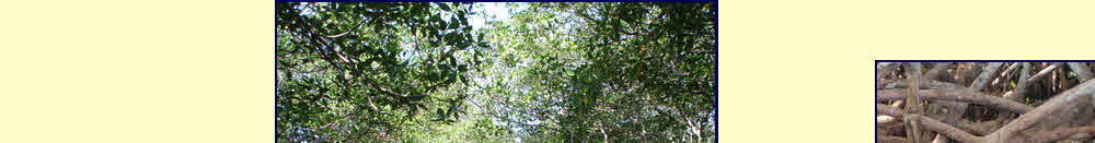 Mangrove forest