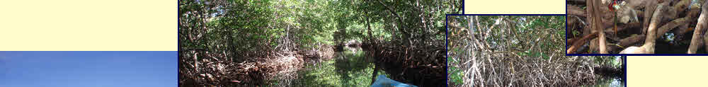 Mangrove forest
