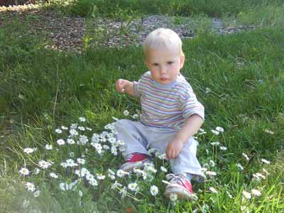 Caleb at 18 months in the daisies