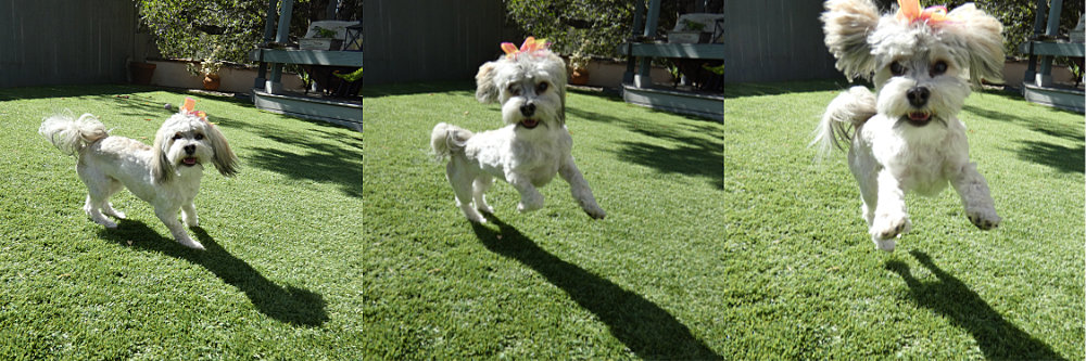 Sometimes GiGi gets agressive