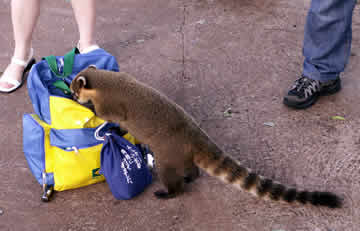 sometimes snacks are hard to find