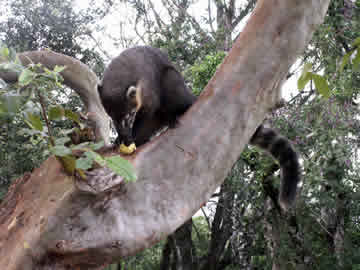 sometimes trees are better