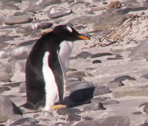 Don't bug me! I'm thinking about it