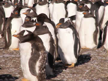 Gentoo penguins on Bluff Cove