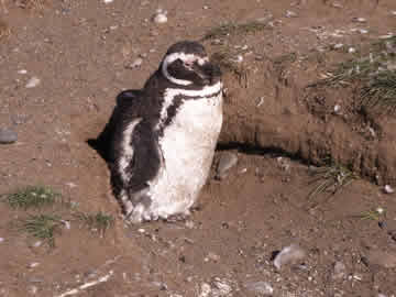 Do I have to come? Do I have to?