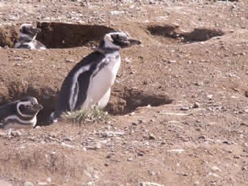 Watching the tourists leave - at last!