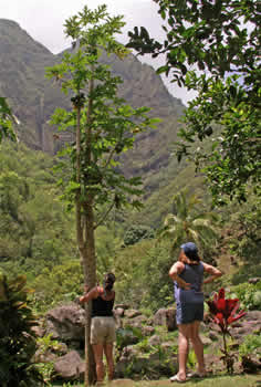 you can't climb that