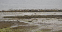 low tides and seals