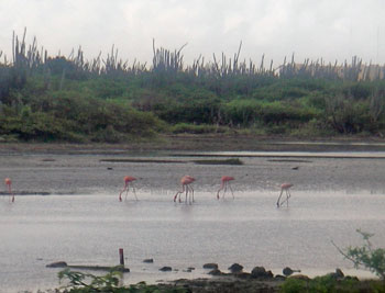 Bonaire flamingos