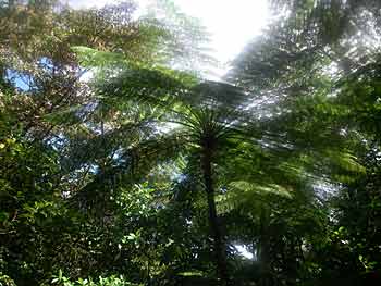 canopy view from tram