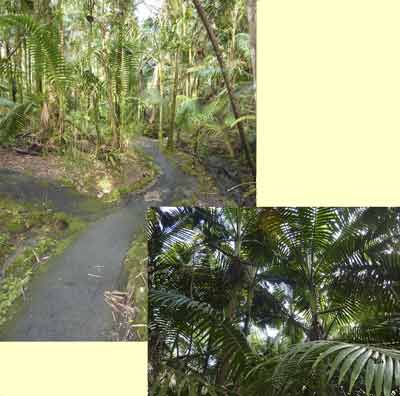 Rainforest trail
