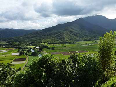 View of Rice Mill and Taro fields