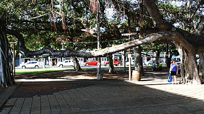 Patty under Banyon trees