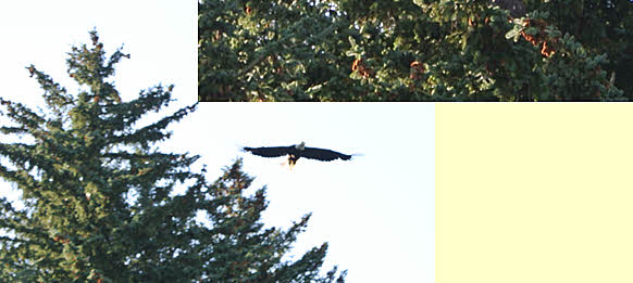 Bald Eagle 2