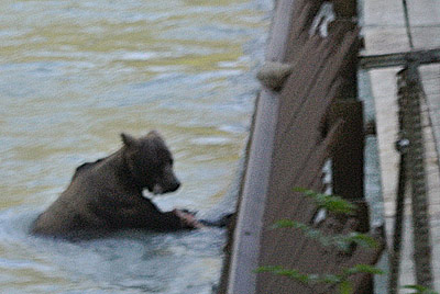 Brown Bear in Lutak Inlet