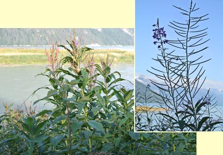 Fireweed flower