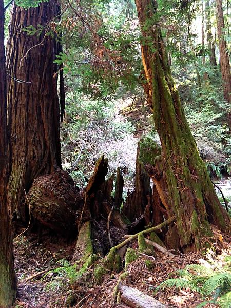 Muir Woods forest fertilizer