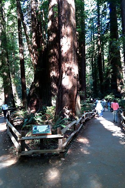 Muir Woods trail