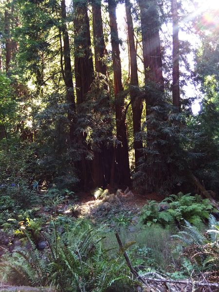 Muir Woods