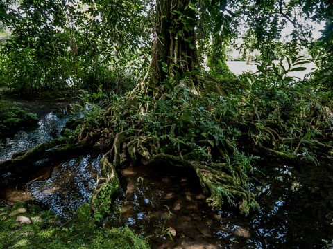 Water Gardens of Vaipahi