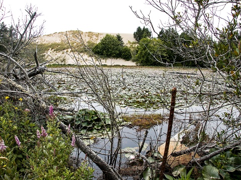 Oregon Sand Dunes outside Reedsport, OR