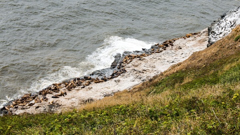 Sea Lions sunning themselves