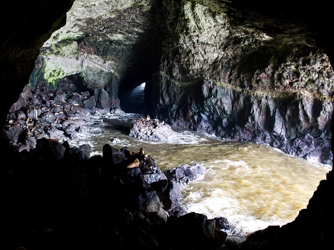 Sea Lion Caves