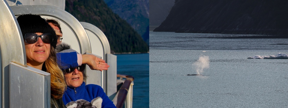 Wale watching in Tracy Arm