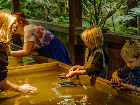 Caleb panning for gold