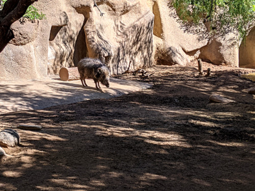 ChacoanPeccary from South America